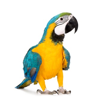 Parrot.jpg
