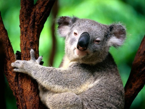 Fil:Koala.jpg