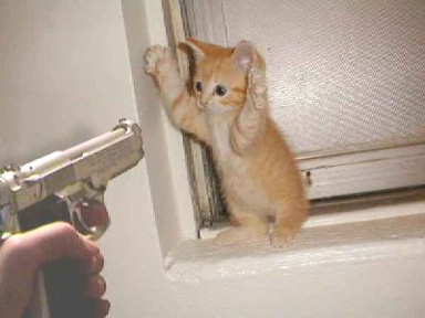 Fil:Cat-robbery.jpg