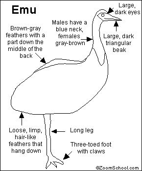 Emu-anatomi.gif