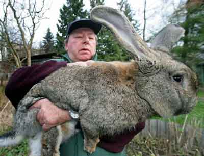 Fil:Kæmpe-kanin.jpg