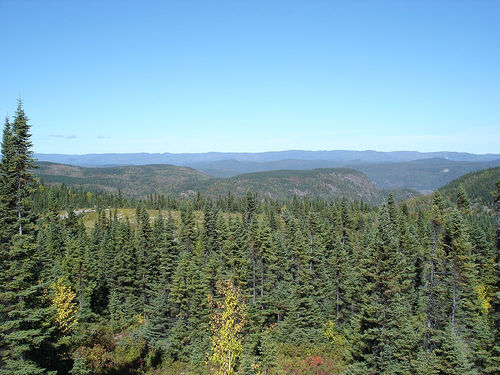 Fil:Canada-skov.jpg