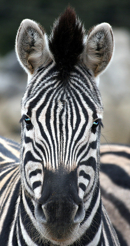 Fil:Zebra.jpg