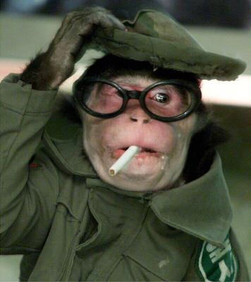 Fil:Monkey with glasses.jpeg