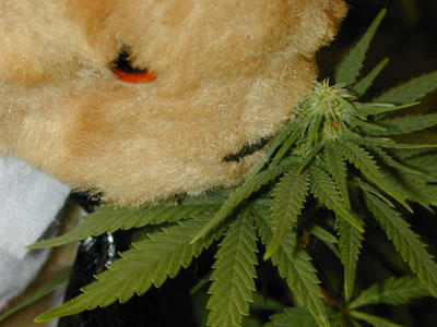 Fil:Bamsebetjent-inspicerer-illegal-cannabis.jpg