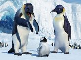 Fil:Pingviner.jpg