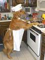 Fil:Dog kitchen.jpg