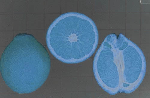 Fil:Blue fruit.jpg