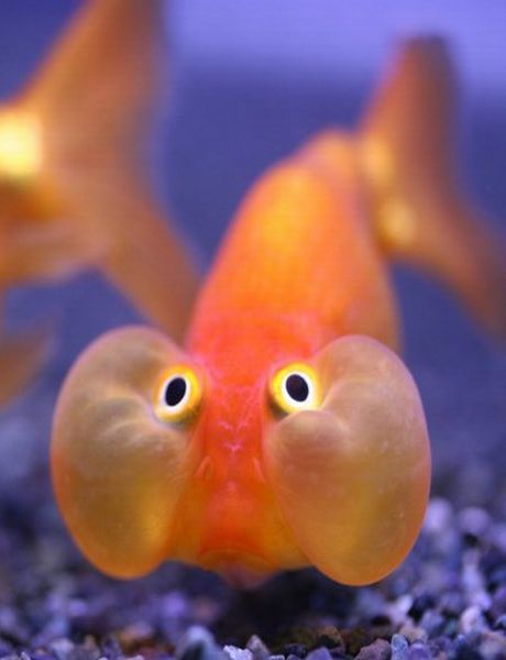 Fil:Funny Fish.jpg