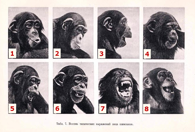 Fil:IngerStøjberg vs chimpanzee 09.jpg