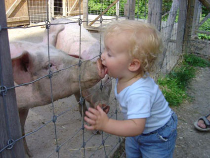 Fil:Pig-kiss.jpg