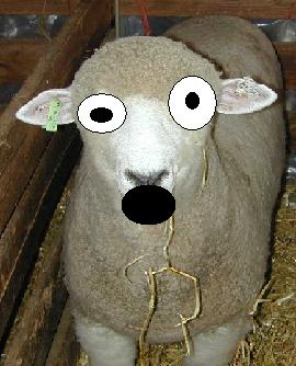 Fil:Sheep.JPG
