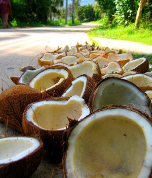 Kokos on road.jpg