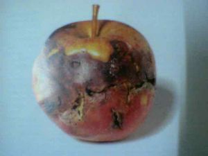 Bad apple.jpg