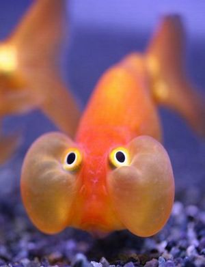 Funny Fish.jpg