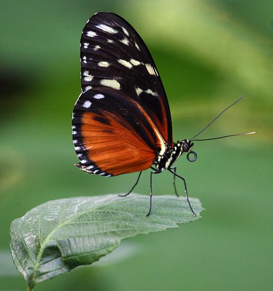 Fil:Butterfly.jpg