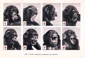 IngerStøjberg vs chimpanzee 09.jpg