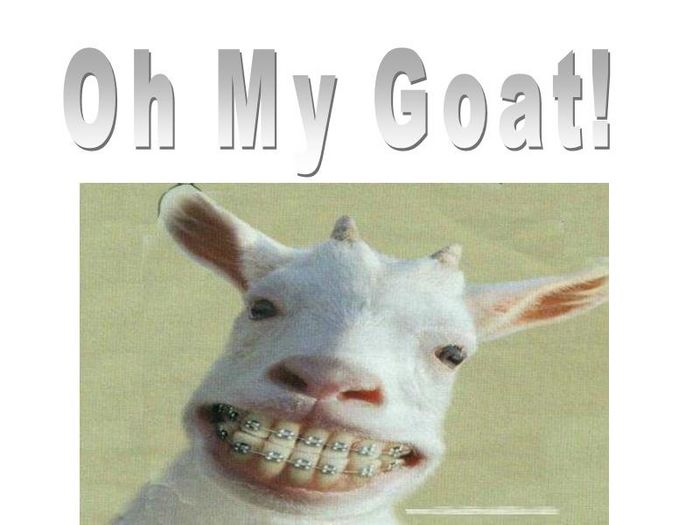 Oh My Goat!.JPG