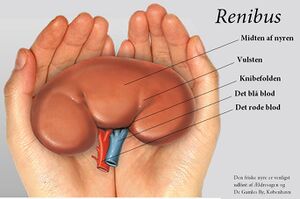 Kidney1.jpg