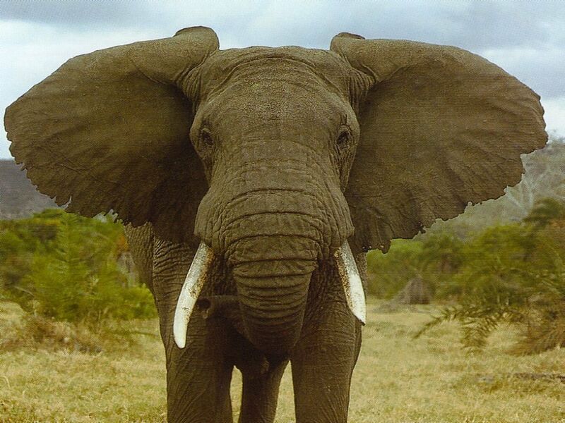 Fil:Elephant 1.jpg