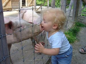 Pig-kiss.jpg